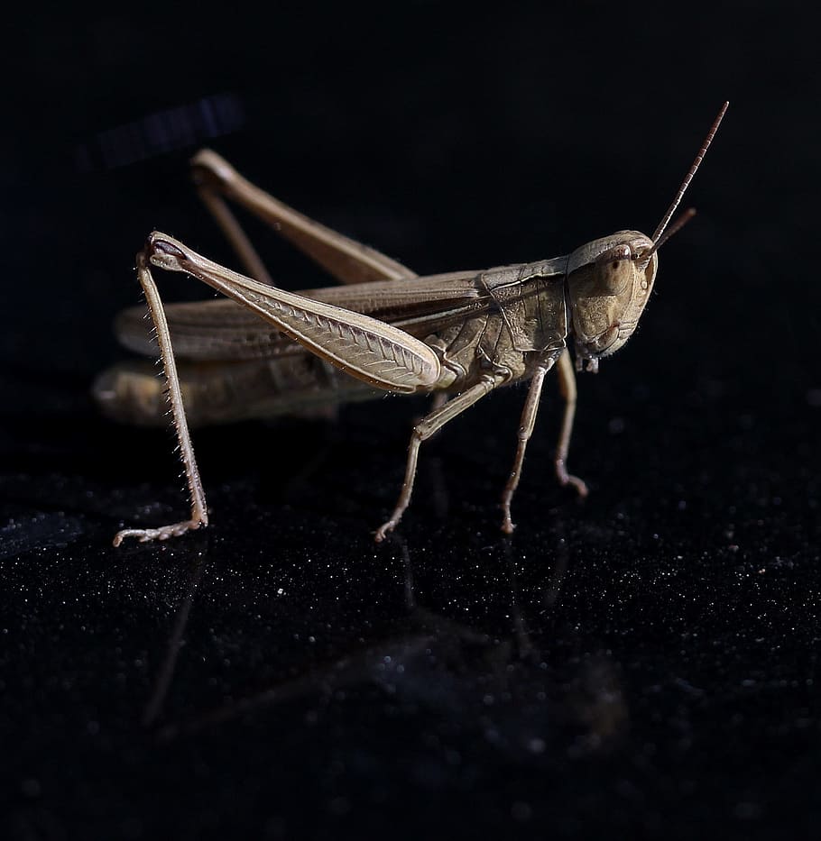 cricket, Insecta, afspejling, tæt på, insekt, hvirvelløse, et dyr, dyre temaer, dyr, dyreliv, græshoppe, dyr i naturen, dyr kropsdel, dyr antenne, sort baggrund, ingen mennesker, natur, ekstrem nærbillede, makro, dyr ben, udendørs, selektiv fokusering, 1080P