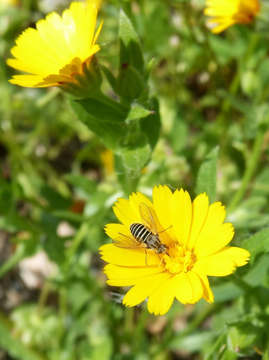 hoverfly, abella falsa, libar, flor, primavera, naturalesa, planta, estiu, planta amb flors, groc, fragilitat, bellesa a la natura, un animal, pètal, invertebrat, frescor, vulnerabilitat, animal, temes d'animals, primer pla, insecte, cap de flor, animals a la natura, creixement, fauna animal, abella, cap gent, polinització, a l'aire lliure, pol·len, 1080P
