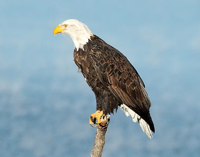 skaldet, ørn, afdeling, perched, raptor, fugl, natur, vild, portræt, amerikansk, symbol, fjer, dom, himmel, majestætisk, rovdyr, træ, lemmer, Hvidhovedet havørn, ørn - fugl, dyreliv, rovfugl, dyr, dyr i naturen, USA, næb, hvirveldyr, dyre temaer, et dyr, perching, ingen mennesker, dag, udendørs, fokus på forgrunden, skønhed i naturen, 1080P, CC0, offentligt domæne, royaltyfrie