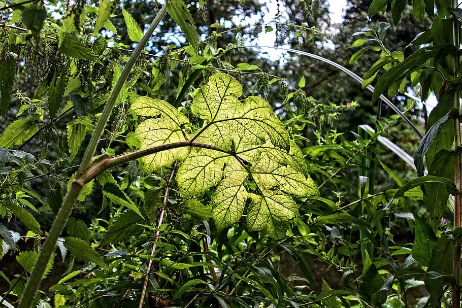 blad, plante, vegetation, virvar, mønster, vene, frodig, sommer, grøn farve, vækst, træ, skønhed i naturen, plante del, natur, lav vinkel visning, dag, ingen mennesker, afdeling, ro, udendørs, tæt på, fokus på forgrunden, Skov, jord, løv, friskhed, bambus - plante, træ baldakin, 2K