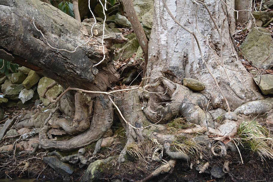 arrel, gnarly, arrels d’arbres, arbre, orgànic, agricultura, a l'aire lliure, medi ambient, tronc, naturalesa, bosc, desert, boscos, planta, tronc de l'arbre, part de la planta, creixement, terra, tranquil·litat, cap gent, dia, branca, full, bellesa a la natura, cobert, primer pla, material de fusta, planta morta, 5K