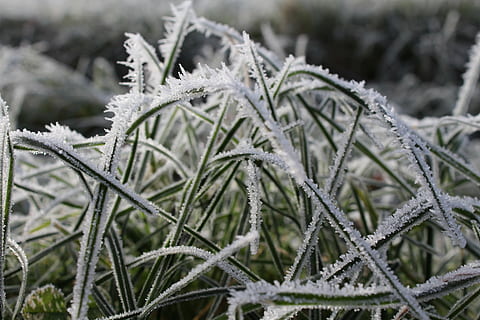 erba, inverno, invernale, freddo, brina, natura, erbe, congelato, paesaggio, pianta, fili d'erba, cristalli di neve, eiskristalle, ghiaccio, freddo - temperatura, la neve, cristallo di ghiaccio, tempo metereologico, avvicinamento, stagione, all'aperto, temperatura fredda, concentrarsi sulle conoscenze acquisite, nessuno, giorno, messa a fuoco selettiva, campo, crescita, bellezza nella natura, terra, la tranquillità, 5K, CC0, dominio pubblico, privo di copyright