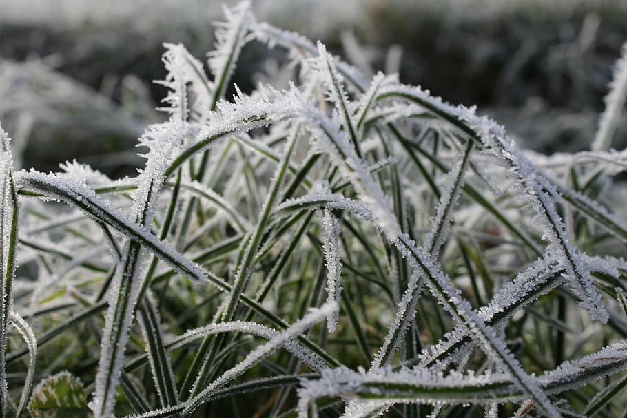 erba, inverno, invernale, freddo, brina, natura, erbe, congelato, paesaggio, pianta, fili d'erba, cristalli di neve, eiskristalle, ghiaccio, freddo - temperatura, la neve, cristallo di ghiaccio, tempo metereologico, avvicinamento, stagione, all'aperto, temperatura fredda, concentrarsi sulle conoscenze acquisite, nessuno, giorno, messa a fuoco selettiva, campo, crescita, bellezza nella natura, terra, la tranquillità, 5K