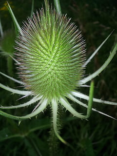 teasel, teazel, dipsacus, berduri, musim gugur, embun, tetesan air, tangkai, benih, hijau, menanam, bunga, pertumbuhan, alam, merapatkan, warna hijau, keindahan di alam, kerapuhan, kerentanan, tidak ada orang, kesegaran, hari, fokus pada latar depan, tanaman berbunga, tanaman liar berbunga kuning cerah, bidang, hal berkembang, fokus selektif, di luar rumah, kepala bunga, runcing, biji dandelion, kelembutan, fokus, sepal, 2K, CC0, domain publik, bebas royalti