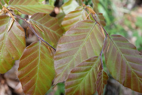faggio, foglia, primavera, foresta, natura, le foglie, pianta, albero deciduo, ambiente, fagus sylvatica, parte vegetale, avvicinamento, crescita, concentrarsi sulle conoscenze acquisite, bellezza nella natura, vena fogliare, giorno, nessuno, colore verde, modificare, modello naturale, all'aperto, autunno, fragilità, messa a fuoco selettiva, vulnerabilità, condizione naturale, 5K, CC0, dominio pubblico, privo di copyright