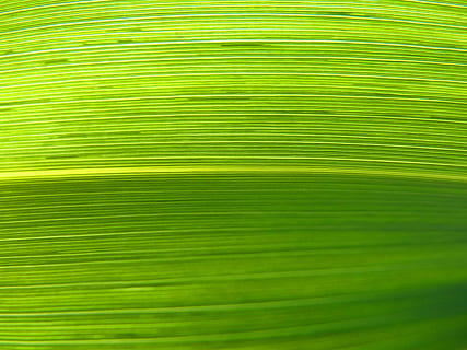 hoja, líneas, fondo abstracto, textura, textura natural, arquitectura de la planta, color verde, antecedentes, parte de la planta, hoja de palma, fotograma completo, nadie, modelo, planta, naturaleza, palmera, de cerca, árbol, frescura, texturizado, resumen, belleza en la naturaleza, fronda, al aire libre, hoja de banana, hojas, fondos abstractos, brillantemente iluminado, 2K, CC0, dominio público, libre de derechos