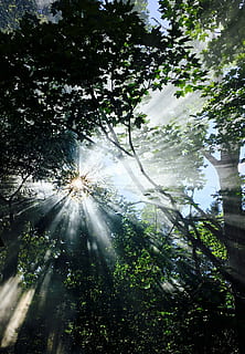 matahari, Streaming, pohon, cahaya, sinar matahari, streaming matahari, alam, tenang, lensa suar, hutan, tampilan sudut rendah, menanam, pertumbuhan, hari, tidak ada orang, keindahan di alam, tanah, langit, di luar rumah, cerah, ketenangan, cabang, warna hijau, scenics - alam, terang benderang, pijaran matahari, 2K, CC0, domain publik, bebas royalti