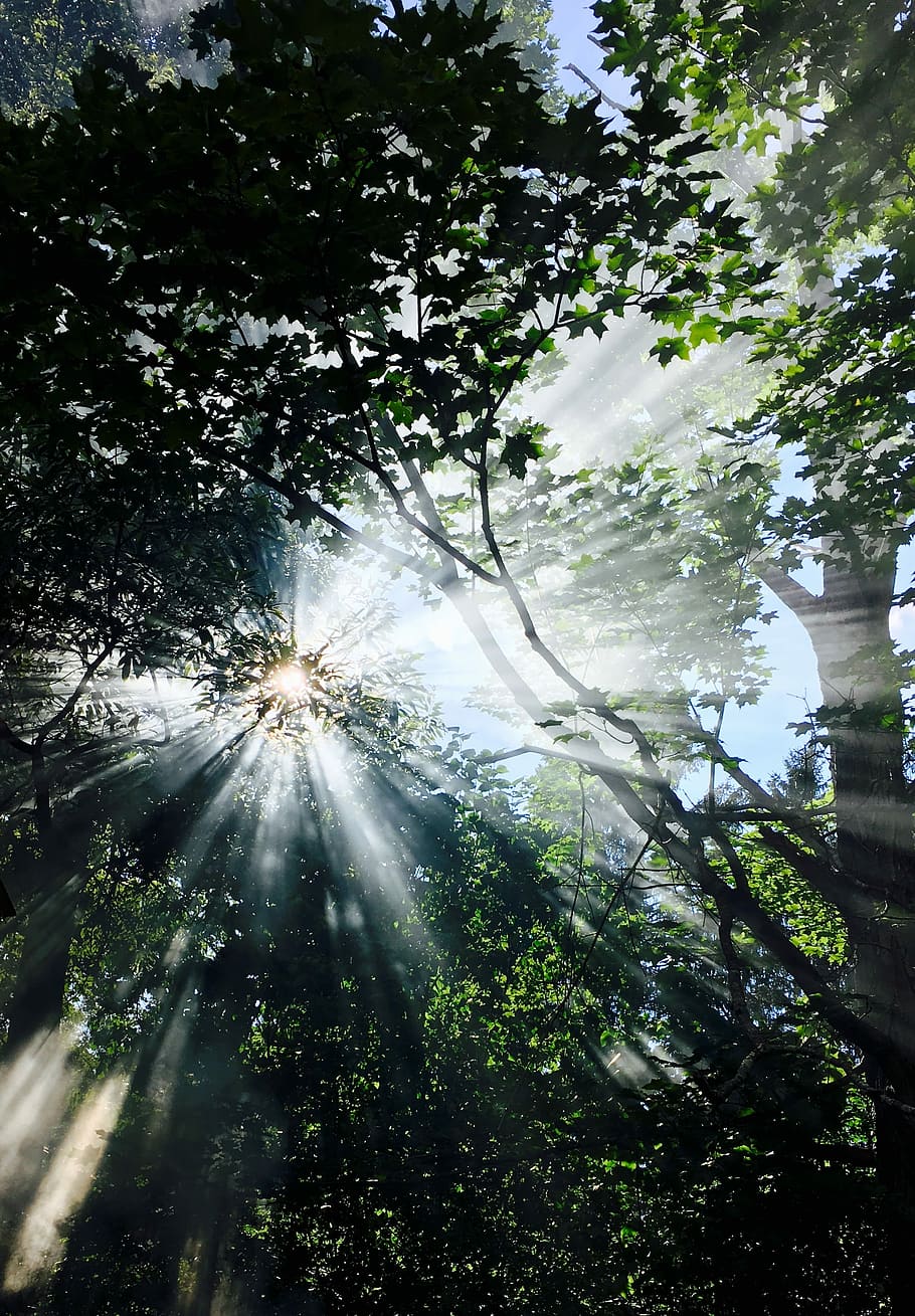 sol, streaming, arbres, llum, llum solar, streaming de sol, naturalesa, tranquil, arbre, raig de sol, flare de la lent, bosc, vista d’angle baix, planta, creixement, dia, cap gent, bellesa a la natura, terra, cel, a l'aire lliure, assolellat, tranquil·litat, branca, color verd, escenics - natura, lluminós, bengales solars, 2K
