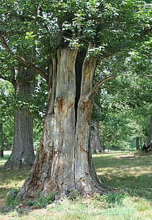 decaïment, tronc de l'arbre, putrefacció, dividir, arbre, orgànic, agricultura, a l'aire lliure, medi ambient, tronc, fulles, branques, naturalesa, bosc, desert, boscos, planta, creixement, terra, cap gent, dia, bellesa a la natura, tranquil·litat, branca, escorça, parc, camp, color verd, escena tranquil·la, herba, 2K, CC0, domini públic, lliure de regalies