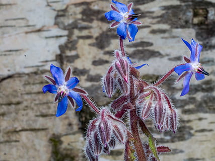 blomst, forår, baggrund, blå, birk bark, blomstrende plante, plante, sårbarhed, friskhed, tæt på, skrøbelighed, vækst, lilla, skønhed i naturen, kronblad, fokus på forgrunden, blomsterhoved, natur, blomsterstand, ingen mennesker, dag, udendørs, murbygningsfunktion, 4K, CC0, offentligt domæne, royaltyfrie
