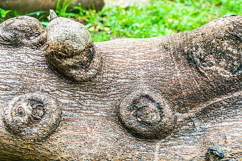 Baum, tot, Natur, Wüste, trocken, Tod, Landschaft, alt, natürlich, Pflanze, Leben, Umgebung, Konzept, Holz, Dürre, Wald, Grün, Ast, Kofferraum, Ökologie, Hintergrund, Single, Klima, Nahansicht, texturiert, Tier, keine Leute, Tierthemen, Tag, Tierwelt, draußen, ein Tier, Muster, Metall, Land, Fokus auf den Vordergrund, Baumstamm, Wachstum, Tiere in freier Wildbahn, 5K, CC0, gemeinfrei, lizenzfrei