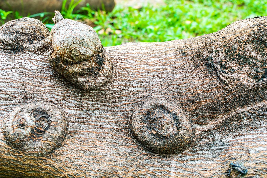 Baum, tot, Natur, Wüste, trocken, Tod, Landschaft, alt, natürlich, Pflanze, Leben, Umgebung, Konzept, Holz, Dürre, Wald, Grün, Ast, Kofferraum, Ökologie, Hintergrund, Single, Klima, Nahansicht, texturiert, Tier, keine Leute, Tierthemen, Tag, Tierwelt, draußen, ein Tier, Muster, Metall, Land, Fokus auf den Vordergrund, Baumstamm, Wachstum, Tiere in freier Wildbahn, 5K