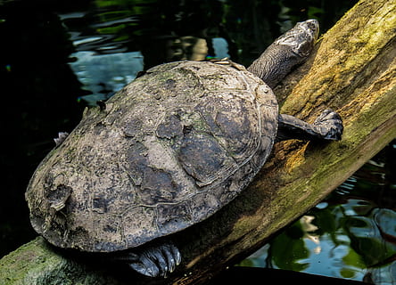 tortue, eau, panzer, écaille de tortue, bûche, animaux à l'état sauvage, la faune des animaux, thèmes animaux, reptile, animal, un animal, vertébré, fermer, la nature, se concentrer sur le premier plan, personne, coquille, coquille animale, journée, Lac, solide, amphibie, Marin, 2K, CC0, domaine public, libre de droits