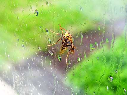 bee, wasp, window, rain, bug, insect, animal themes, animal wildlife, animals in the wild, invertebrate, animal, one animal, close-up, spider, spider web, arachnid, nature, drop, water, arthropod, focus on foreground, wet, day, selective focus, no people, outdoors, web, animal leg, 4K, CC0, public domain, royalty free