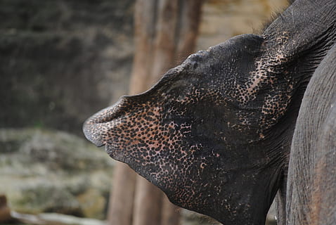 elefant, øre, natur, stor, elefant, øre, dyr, vild, dyreliv, afrikansk, hoved, pattedyr, safari, Zoo, magtfulde, stærk, grå, kæmpe stor, stødtand, en, naturlig, hud, tæt, jungle, plante, profil, planteæder, et dyr, dyr kropsdel, dyr hoved, dyr i naturen, sidebillede, fokus på forgrunden, ingen mennesker, hvirveldyr, profilvisning, tæt på, dag, udendørs, dyre trunk, 4K, CC0, offentligt domæne, royaltyfrie