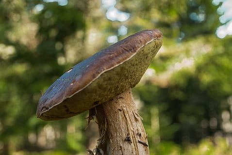 真菌, cep, 森林, 秋, ピック, 動物, 動物のテーマ, 一匹の動物, 木, 動物の野生動物, 前景に焦点を当てる, 野生の動物, 脊椎動物, 自然, 閉じる, 工場, 無人, 日, フード, 屋外, 野菜, キノコ, 日光, 4K, CC0, パブリックドメイン, ロイヤリティフリー