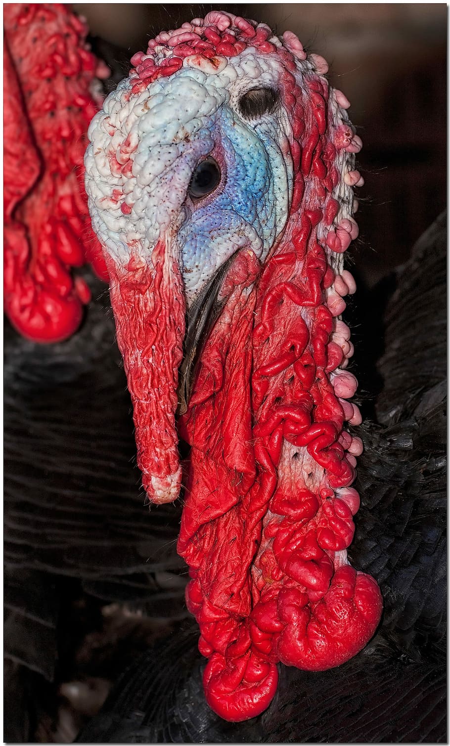 gall dindi, vermell, av, gall dindi, vermell, ocell, un animal, primer pla, bec, cap d’animals, animal, temes d'animals, vertebrats, gall dindi: ocell, part del cos dels animals, cap gent, dia, centrar-se en primer pla, bestiar, animals domèstics, nacional, fauna animal, naturalesa, animals a la natura, ull d’animals, coll d'animals, 4K