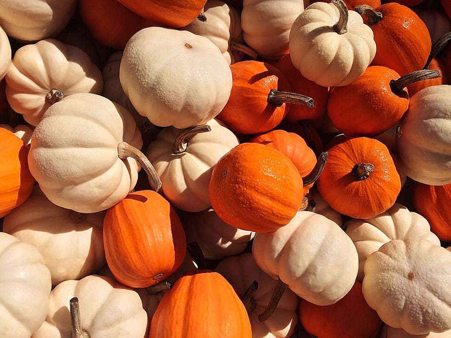 beix, taronja, lot de carbassa, carabasses, caure, tardor, Halloween, collita, temporada, menjar i beguda, menjar, color taronja, alimentació saludable, gran grup d'objectes, carbassa, frescor, benestar, abundància, vegetals, marc complet, cap gent, natura morta, vista d’angle alt, fons, primer pla, mercat, aliments crus, a la venda, 2K