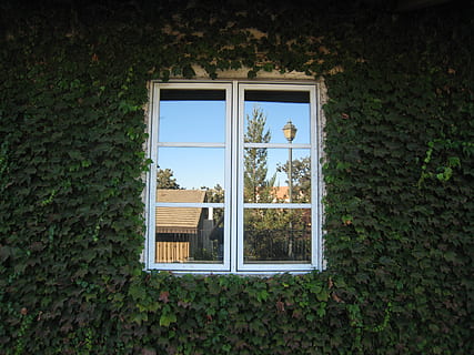 vindue, lys, ændring i lys, plante, arkitektur, bygget struktur, bygning udvendig, glas - materiale, bygning, dag, natur, murbygningsfunktion, ingen mennesker, vækst, udendørs, hus, træ, gennemsigtig, afspejling, blad, plante del, vedbend, vinduesramme, 2K, CC0, offentligt domæne, royaltyfrie