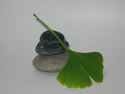 Guijarro, gingko, zen, hoja, parte de la planta, foto de estudio, nadie, adentro, naturaleza, color verde, de cerca, planta, Fondo blanco, naturaleza muerta, copia espacio, frescura, tallo de la planta, gris, agua, belleza en la naturaleza, crecimiento, comida y bebida, hojas, 1080P, CC0, dominio público, libre de derechos