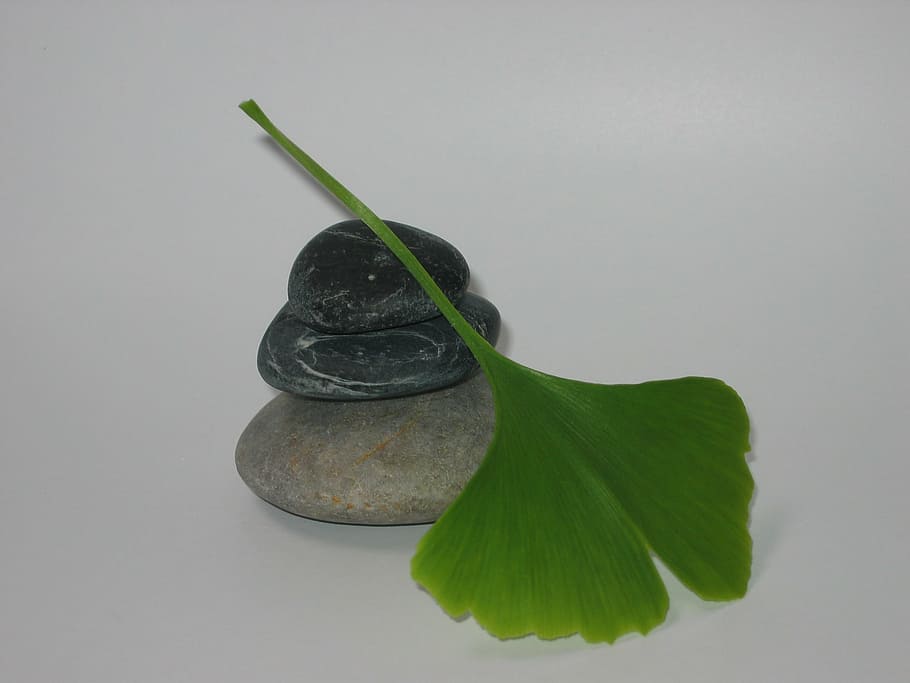 Kieselstein, Ginkgo, Zen, Blatt, Pflanzenteil, Studioaufnahme, keine Leute, drinnen, Natur, grüne Farbe, Nahansicht, Pflanze, weißer Hintergrund, Stillleben, kopieren sie platz, Frische, Pflanzenstamm, grau, Wasser, Schönheit in der Natur, Wachstum, Essen und Trinken, Blätter, 1080P