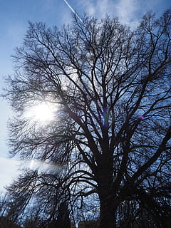 Olmo, enorme, rami, estetico, albero, potente, grande, massiccio, impressionante, sole, luce posteriore, monumento naturale, Ulmus, olmo leaved leaved, Rusten, effe, famiglia di olmi, Ulmaceae, ulmus minor, Iper, albero deciduo, Inquadratura dal basso, cielo, natura, nessuno, all'aperto, pianta, bellezza nella natura, ramo, crescita, albero nudo, nuvola - cielo, la tranquillità, silhouette, luce del sole, giorno, riflesso lente, scenics - natura, raggio di sole, luminosa, baldacchino di albero, bagliore solare, streaming, 4K, CC0, dominio pubblico, privo di copyright