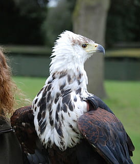 àguila, depredador, agut, ulls, tancar, amunt, raptor, ocell, animal, naturalesa, vida salvatge, rapinyaire, carnívor, falcó - ocell, ploma, animals a la natura, temes d'animals, vertebrats, fauna animal, un animal, centrar-se en primer pla, dia, primer pla, cap gent, mirant cap a fora, a l'aire lliure, mirant, bec, volant, àguila - ocell, 2K, CC0, domini públic, lliure de regalies