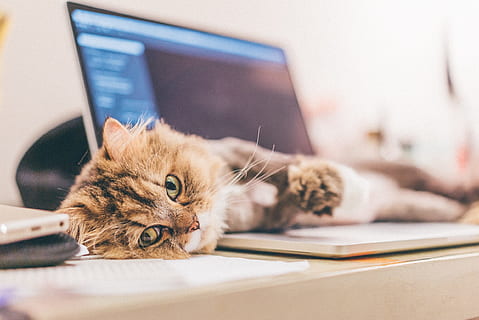 kitten, lying, macbook, Cat, Lie, Down, Cute, lie down, domestic cat, pets, one animal, domestic animals, animal themes, feline, mammal, domestic, computer, animal, relaxation, technology, indoors, table, lying down, laptop, no people, wireless technology, furniture, whisker, 1080P, CC0, public domain, royalty free