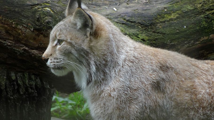 lynx, vildkat, Los, vild kat, dyr, dyreliv, natur, kødædende, dyr i naturen, pattedyr, undomesticated cat, dyr jagt, pels, udendørs, feline, et dyr, dyre temaer, dag, træ, ingen mennesker, hvirveldyr, leder, plante, kigger væk, jord, carnivora, Skov, ulv, husdyr, dyr hoved, 4K