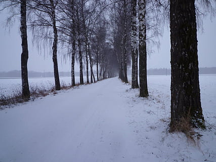 vinter, sne, aften, kold, birkalade, avenue, træ, kold temperatur, plante, ro, rolig scene, skønhed i naturen, bagagerum, træstamme, jord, vejen frem, retning, scenics - natur, natur, ingen mennesker, ikke-urbane scene, Frosset, Skov, faldende perspektiv, treelined, udendørs, 4K, CC0, offentligt domæne, royaltyfrie