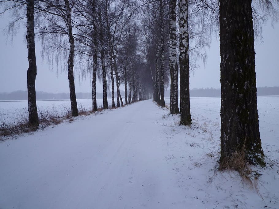 vinter, sne, aften, kold, birkalade, avenue, træ, kold temperatur, plante, ro, rolig scene, skønhed i naturen, bagagerum, træstamme, jord, vejen frem, retning, scenics - natur, natur, ingen mennesker, ikke-urbane scene, Frosset, Skov, faldende perspektiv, treelined, udendørs, 4K