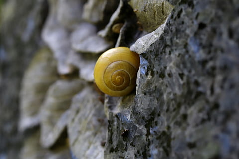 snegl, skal, sten-, snegl shell, dyr, natur, dyr verden, spiralformet, krybdyr, have, mollusk, havsnegle, tæt på, dyreskal, dyre temaer, dyreliv, klippe, hvirvelløse, dyr i naturen, rock-objekt, ingen mennesker, solid, dag, et dyr, selektiv fokusering, tekstureret, udendørs, lille, 5K, CC0, offentligt domæne, royaltyfrie
