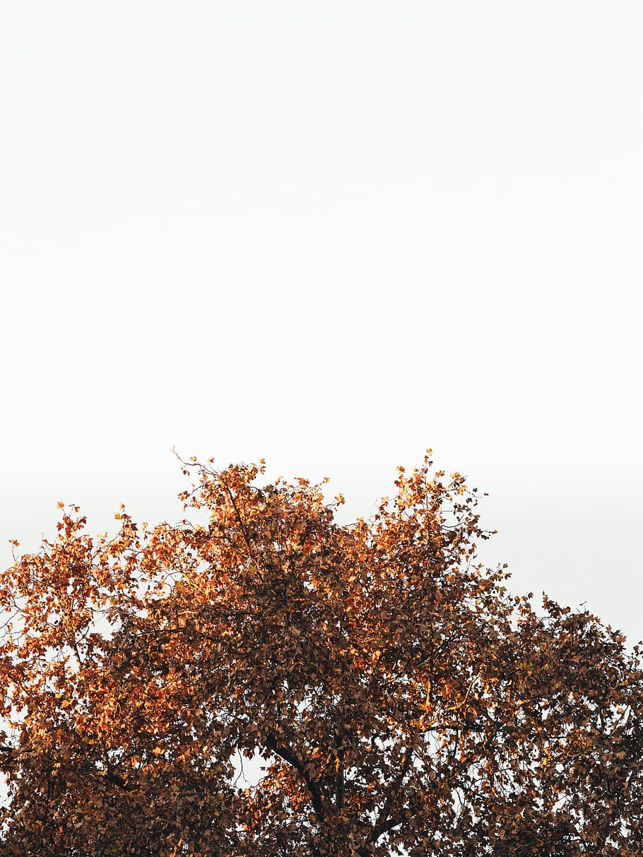 albero con foglie marroni, albero, semplicità, semplice, spazio bianco, spazio aperto, parco, giardino, foresta, arancia, estate, inverno, stagione, autunno, pianta, cielo, copia spazio, crescita, cielo sereno, la tranquillità, bellezza nella natura, natura, nessuno, Inquadratura dal basso, giorno, scenics - natura, modificare, all'aperto, scena tranquilla, scena non urbana, ramo, idilliaco, 4K