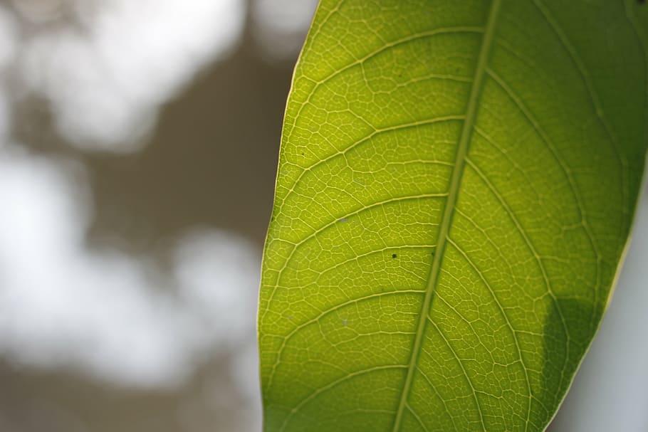 full, solter, un, verd, mango, fresc, buit, naturalesa, primer pla, color verd, arbre, planta, fons, frescor, part de la planta, bellesa a la natura, vena de la fulla, cap gent, creixement, dia, centrar-se en primer pla, a l'aire lliure, macro, patró natural, medi ambient, botànica, vulnerabilitat, fragilitat, 5K