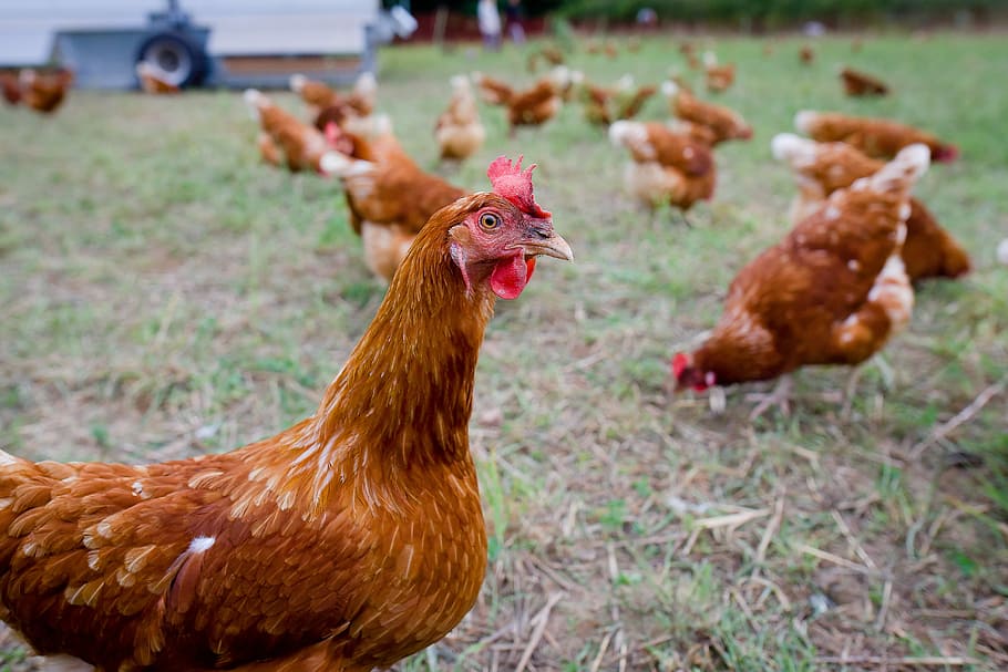 pollastre, pollastres, gamma lliure, rang, bestiar, pollastre - ocell, animals domèstics, gall, gallina, temes d'animals, nacional, animal, mascotes, mamífer, ocell, vertebrats, grup d’animals, camp, centrar-se en primer pla, agricultura, animal masculí, naturalesa, terra, cap gent, a l'aire lliure, cap d’animals, 4K