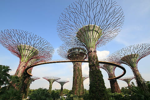 bay singapore, have, Bugt, singapore, haver ved bugten, træ, himmel, berømte sted, arkitektur, Palme træ, rejse steder, udendørs, dag, sky - himmel, kurve, blå, natur, plante, ingen mennesker, rejsemål, metal, bygget struktur, lav vinkel visning, rejse, turisme, parkere, park - mand skabt plads, skyfri himmel, vækst, forlystelsespark, 1080P, CC0, offentligt domæne, royaltyfrie