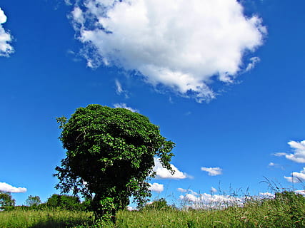 paesaggio, cielo, primavera, nuvole, natura, campo, prato, blu, nuvola - cielo, pianta, albero, ambiente, la tranquillità, bellezza nella natura, nessuno, scenics - natura, colore verde, scena tranquilla, terra, erba, all'aperto, idilliaco, giorno, Pino, luminosa, albero di conifere, cima dell'albero, 4K, CC0, dominio pubblico, privo di copyright