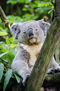 gris, koala, verd, planta de fulla, suportar, arbre, assegut, posat, retrat, pell, vida salvatge, naturalesa, mirant, feliç, mamífer, bonic, animal, marsupial, temes d'animals, fauna animal, animals a la natura, planta, un animal, branca, vertebrats, full, dia, cap gent, part de la planta, centrar-se en primer pla, tronc de l'arbre, primer pla, tronc, a l'aire lliure, 1080P, CC0, domini públic, lliure de regalies