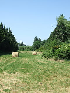 pole, Prowansja, wiosna, roślina, drzewo, wylądować, niebo, trawa, krajobraz, Natura, zielony kolor, środowisko, czyste Niebo, piękno natury, spokój, spokojna scena, wzrost, dzień, żadnych ludzi, siano, scenics - natura, rolnictwo, na dworze, 2K, CC0, domena publiczna, darmowe zdjęcia