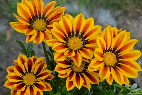 floare, galben rosu, soare, planta cu flori, fragilitate, vulnerabilitate, prospeţime, petală, plantă, cap de floare, galben, inflorescenţă, frumusețe în natură, creştere, a închide, polen, natură, să se concentreze asupra primelor elemente, zi, nici o persoana, în aer liber, botanică, Gazania, 5K, CC0, domeniu public, fără drepturi de autor
