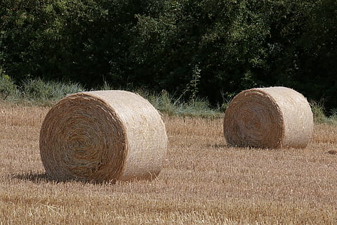 fieno, foraggio, i campi, balla, pianta, campo, terra, albero, agricoltura, scena rurale, azienda agricola, natura, paesaggio, arrotolato, raccolta, giorno, scena tranquilla, erba, la tranquillità, ambiente, nessuno, crescita, all'aperto, 5K, CC0, dominio pubblico, privo di copyright