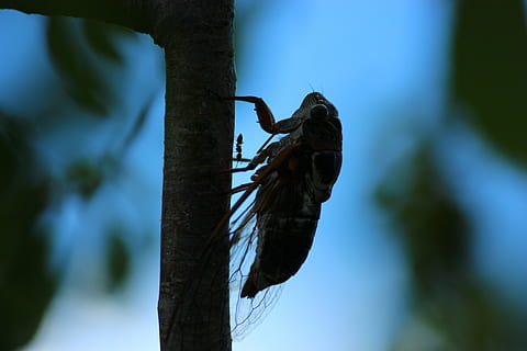 grillos, hormiga, insecto, árbol, fauna animal, planta, el maletero, animales en la naturaleza, tronco de arbol, animal, naturaleza, un animal, centrarse en primer plano, temas de animales, día, al aire libre, nadie, rama, cielo, vertebrado, azul, longitud total, cuerda, 5K, CC0, dominio público, libre de derechos