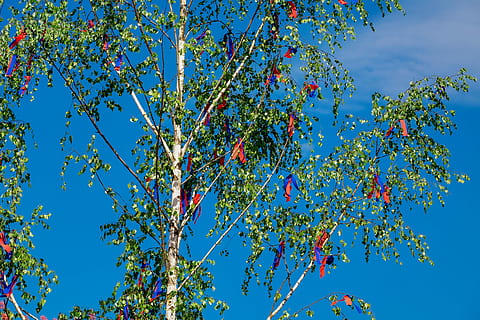 foto, verde, albero, giorno, albero di maggio, primavera, tradizione, costume, 1 maggio, betulla, decorato, bandiere e gagliardetti, festivo, bandiere colorate, Primo Maggio, bisogno di vecchio, villaggio, vacanza, cielo, blu, pianta, natura, nessuno, ramo, cibo, mangiare sano, Inquadratura dal basso, cibo e bevande, frutta, bellezza nella natura, crescita, nuvola - cielo, all'aperto, freschezza, multicolore, maturo, 4K, CC0, dominio pubblico, privo di copyright