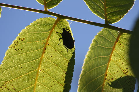 bayangan, bug, daun, warna hijau, hari, merapatkan, di luar rumah, alam, bagian tanaman, tema binatang, menanam, hewan, binatang di alam liar, tampilan sudut rendah, tidak ada orang, satu binatang, satwa liar hewan, pertumbuhan, keindahan di alam, langit, pohon, langit cerah, Daun-daun, 4K, CC0, domain publik, bebas royalti