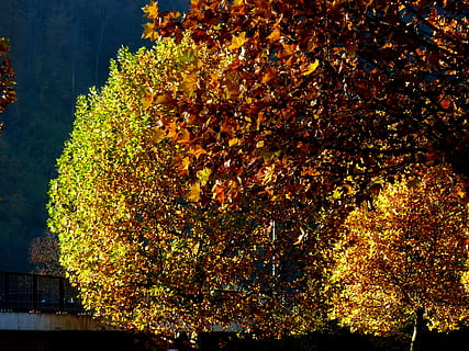 arbres, full, fulles, colorit, farbrausch, color, coloració, daurat, tardor, bosc de tardor, boira, vermell, bosc, arbre, creixement, a l'aire lliure, cap gent, groc, planta, canvi, naturalesa, bellesa a la natura, branca, dia, arquitectura, color taronja, estructura construïda, part de la planta, tranquil·litat, vista d’angle baix, exterior de l'edifici, caure, 2K, CC0, domini públic, lliure de regalies