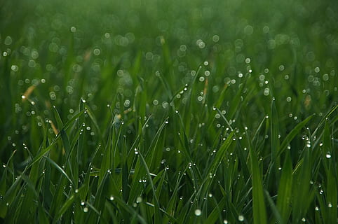 çimen, damlama, çayır, kapat, yeşil, su damlası, doğa, çim bıçağı, arka fon, doku, çayır doğa, doğa sevgisi, atmosferik, peyzaj, atmosfer, dinlenme, bahar, tabii ki, Halme, makro, romantik, ruh hali, yeşil renk, bitki, ıslak, düşürmek, büyüme, Su, doğada güzellik, alan, insansız, bütün çerçeve, arazi, gün, açık havada, tazelik, arka, kapatmak, seçici odak, yağmur, çiy, yağmur damlası, saflık, 4K, CC0, kamu malı, telif ücretsiz