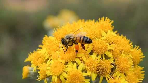 honning bi perching, nærbillede fotografering, befrugtning, bi, blomst, gul, forår, natur, insekt, dyr, makro, dyr i naturen, et dyr, dyre temaer, hvirvelløse, blomstrende plante, dyreliv, tæt på, skrøbelighed, sårbarhed, friskhed, blomsterhoved, kronblad, skønhed i naturen, plante, bestøvning, ingen mennesker, udendørs, pollen, 4K, CC0, offentligt domæne, royaltyfrie