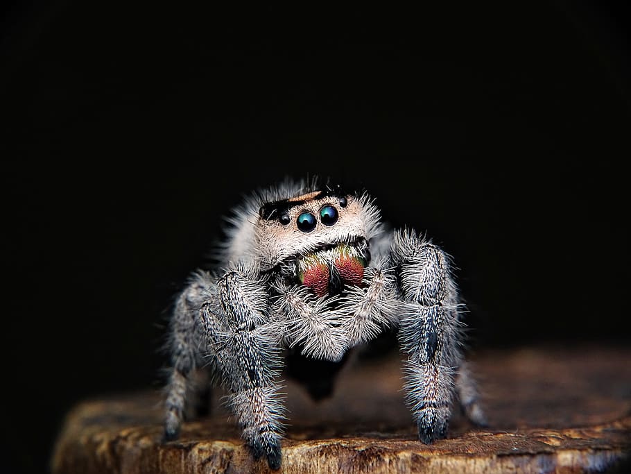 primer pla, foto, gris, aranya, saltar, web, ulls, intel · ligent, intel·ligència, cabell, pelut, vida salvatge, mamífer, animal, entomologia, bonic, retrat, poc, naturalesa, mirant, nadó, petit, fusta, arbre, escorça, tronc, horripilant, crawlie, camuflatge, insecte, insectes, cames, corretges, webber, verí, por, Spiderman. Home-aranya, entomòleg, aracnida, animalia, un animal, temes d'animals, fauna animal, fons negre, mirant la càmera, cap gent, artròpode, aràcnids, animals a la natura, part del cos dels animals, tir de l'estudi, zoologia, vista frontal, còpia espai, macro, ull d’animals, cap d’animals, ominós, 4K