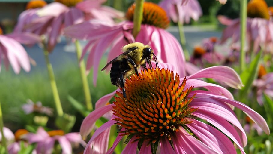 selektivní, zaostřovací fotografie, včela, posazený, růžový, květ květu, coneflower, hmyz, čmelák, úzkolistý fialový coneflower, echinacea blacksamson, echinacea angustifolia, sedmikráska, květ, pyl, detailní, Jasný, detail, klesající, makro, Příroda, okvětní lístky, singl, živý, Amerika, angustifolia, arboretum, Rakousko, Krásná, blacksamson, botanické, botanický, botanika, barvitý, danaus, echinacea, entomologie, flóra, zahrada, zdraví, bylinný, herbologie, úlomek, lékařský, medicína, úzký, přírodní, nektar, rostlin, plexippus, nemovitý, napravit, druh, letní, léčba, zvíře, bumble, chlupatý, hladový, opylovány, opylování, scéna, křídla, kvetoucí rostlina, křehkost, zranitelnost, krása v přírodě, okvětní lístek, svěžest, zvířat, rostlina, květu hlavy, zvířata ve volné přírodě, bezobratlý, růst, jednoho zvířete, růžová barva, nikdo, venku, nachový, 5K