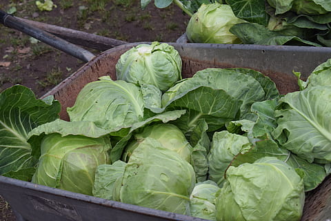 cavolo, fresco, verdura, verdure, verdure fresche, vegetariano, stuoia, utile, biologico, piantine, coltivazione, ekologisk mat, mangiare, giardino, pianta, cucinando, verde, crescere, prodotto localmente, mercato degli agricoltori, mangiare sano, cibo e bevande, freschezza, cibo, benessere, colore verde, nessuno, giorno, agricoltura, contenitore, foglia, lattuga, cibo crudo, parte vegetale, natura, avvicinamento, cavoletti di Bruxelles, all'aperto, 5K, CC0, dominio pubblico, privo di copyright